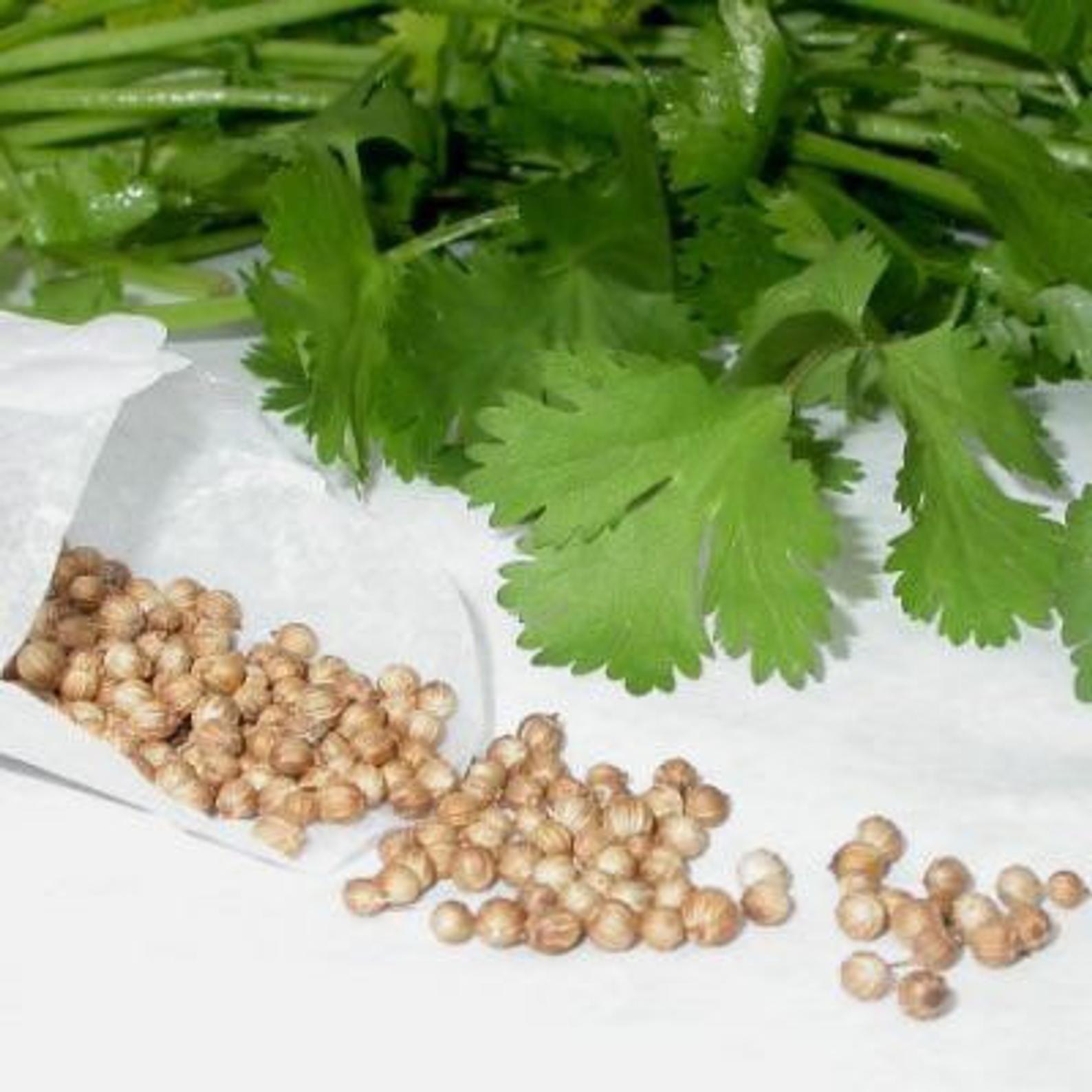 Organic cilantro seeds, last years harvest. (Free or Trade) Galora