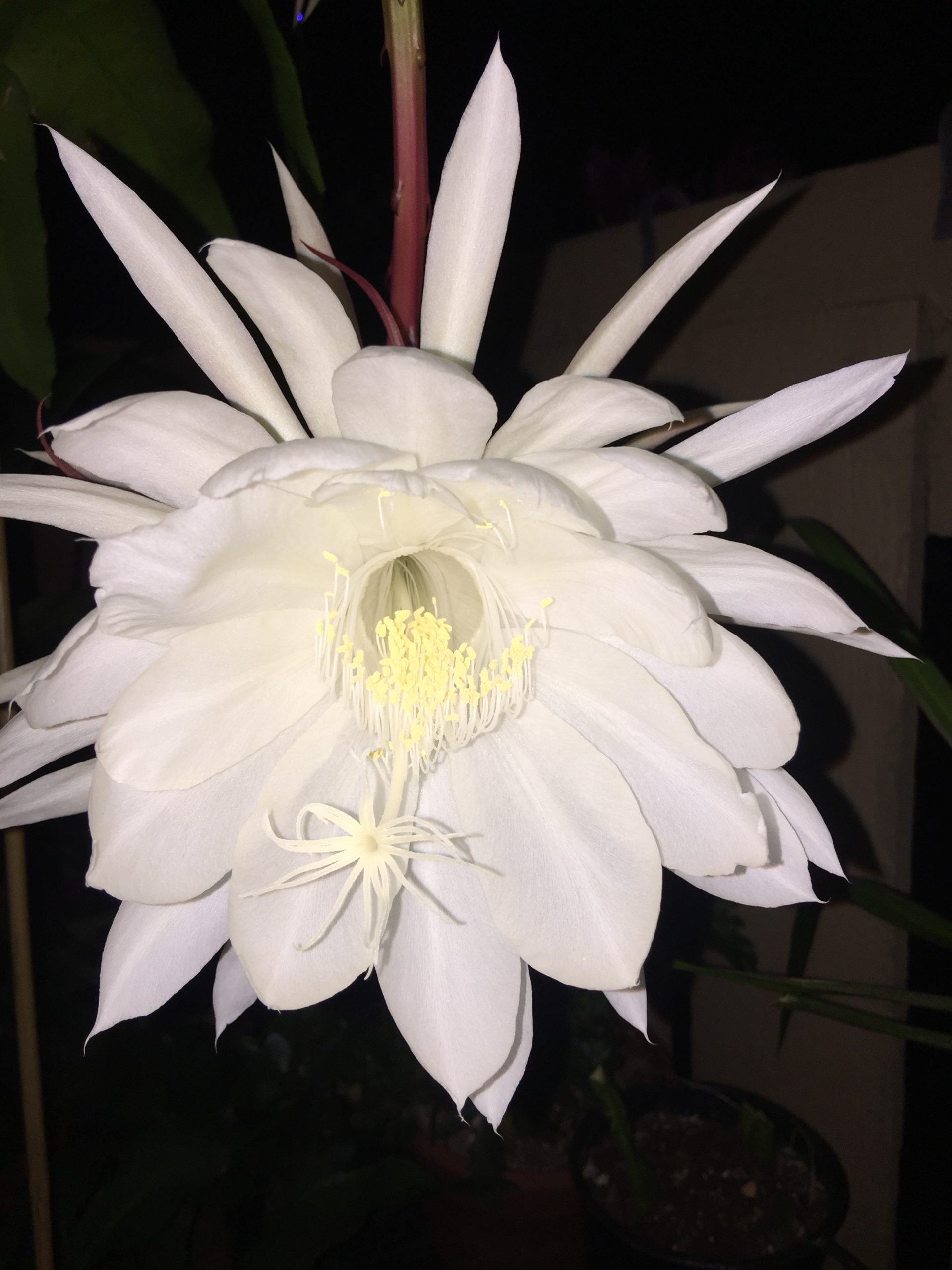 Queen of the night flower plant ($) - Galora