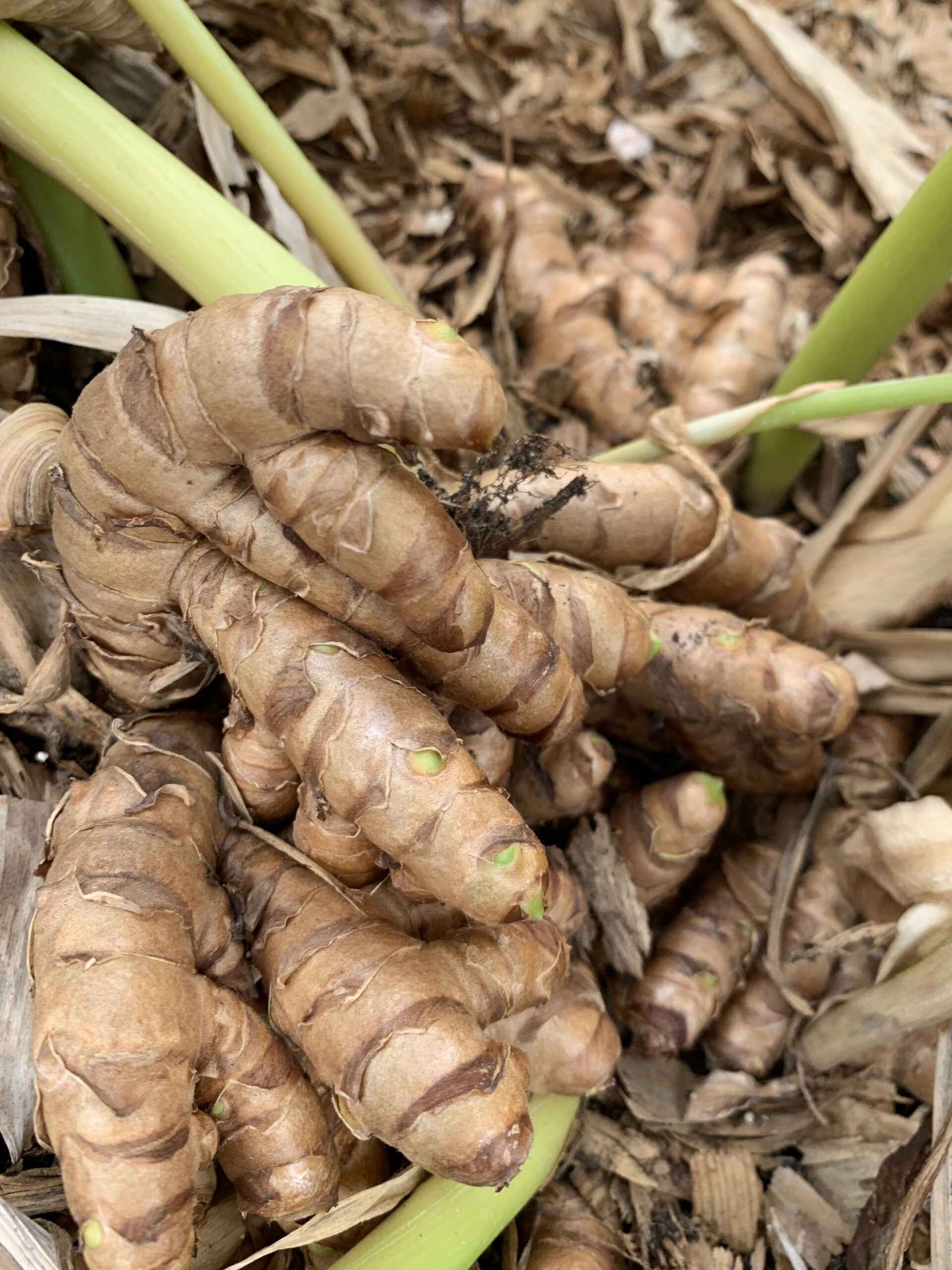 Organically Grown Fresh Turmeric Root Galora